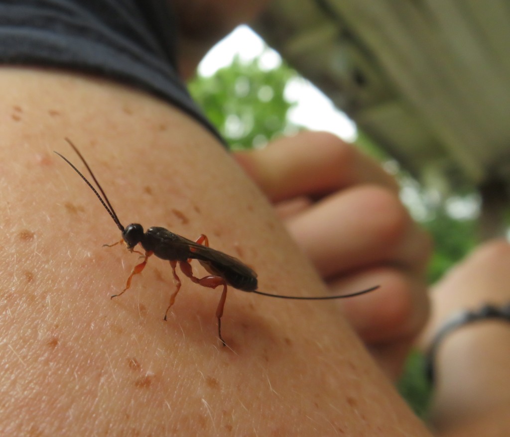 This image has an empty alt attribute; its file name is princessnosting.jpg