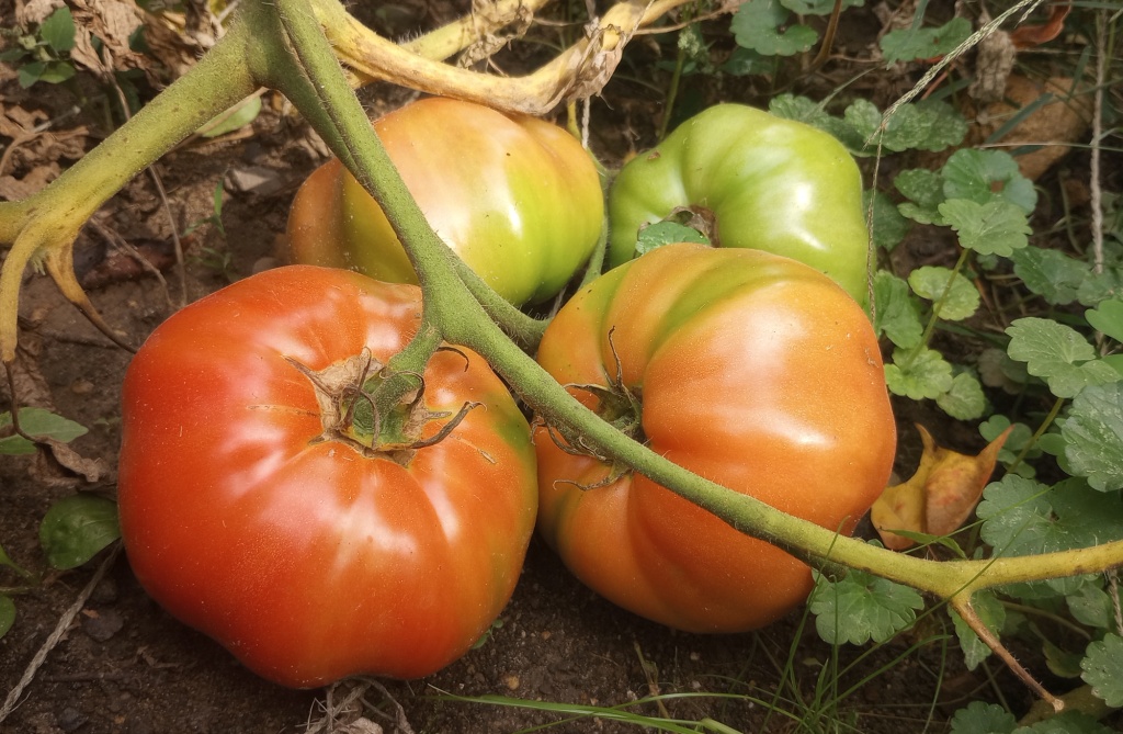 This image has an empty alt attribute; its file name is beefsteaktomatoes.jpg