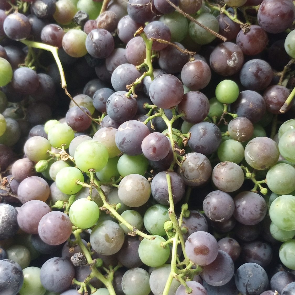 This image has an empty alt attribute; its file name is concordgrapes-edited.jpg