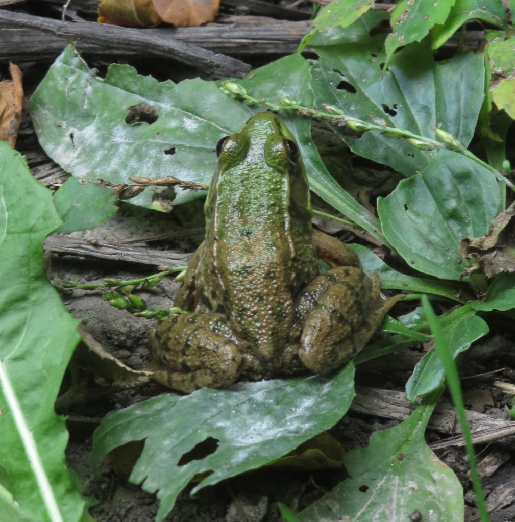 This image has an empty alt attribute; its file name is lotsogreen.jpg