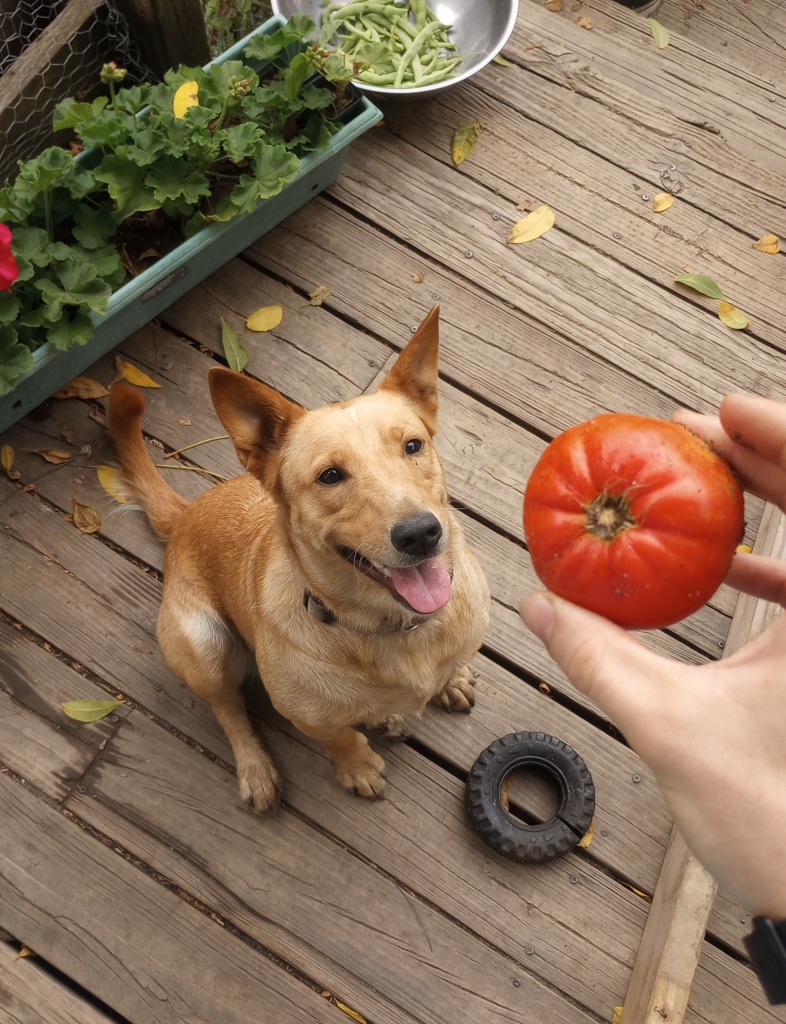 This image has an empty alt attribute; its file name is goldie.jpg