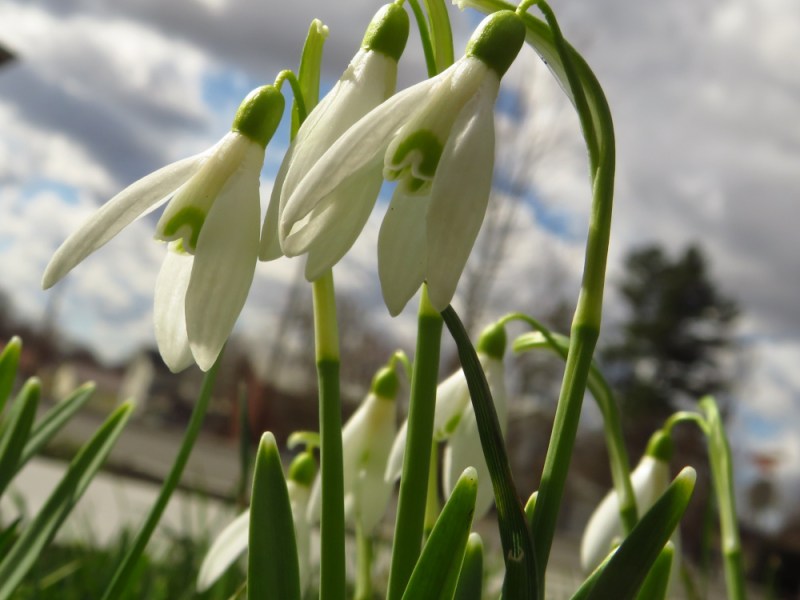 So God Sent&nbsp;Snowdrops