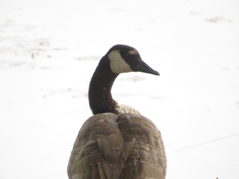 Strange Goose
